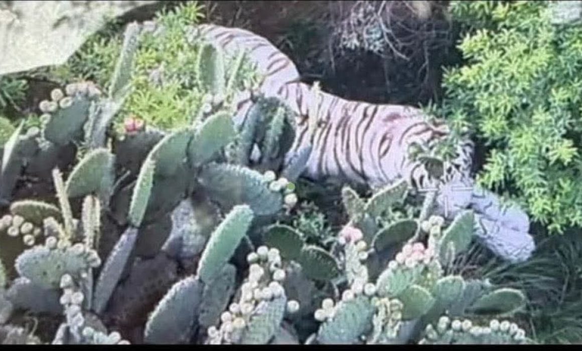 Localizan con drones a tigre que escapó en Tepetlaoxtoc
