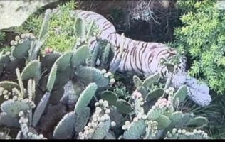 Localizan con drones a tigre que escapó en Tepetlaoxtoc
