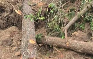 Persiste tala clandestina y ecocidio en bosques de Xalatlaco