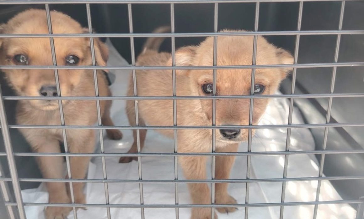 Rescata PROPAEM a caninos en Toluca que sufrían maltrato