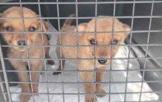 Rescata PROPAEM a caninos en Toluca que sufrían maltrato