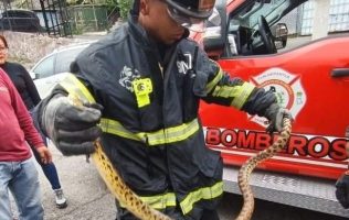 Resguardan víbora hallada en zona habitacional de Tlayapa