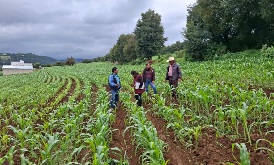 Supervisa la Secretaria del Campo a beneficiarios del PROMAIZ