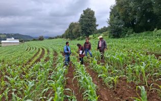 Supervisa la Secretaria del Campo a beneficiarios del PROMAIZ