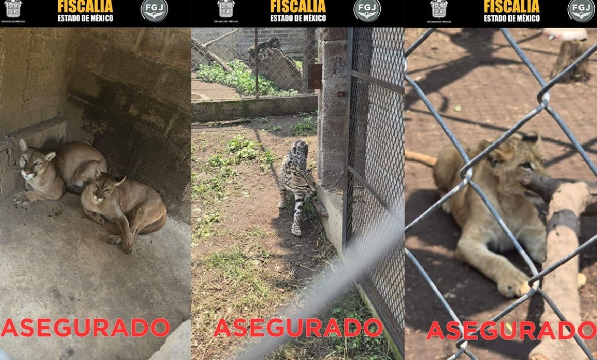 hallan a animales en casa