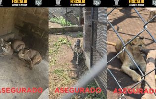 hallan a animales en casa