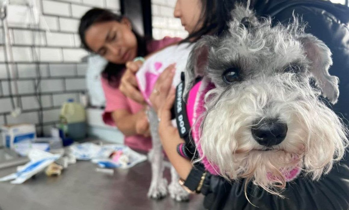 Adopta un nuevo amigo en la Feria Amor a Primera Huella