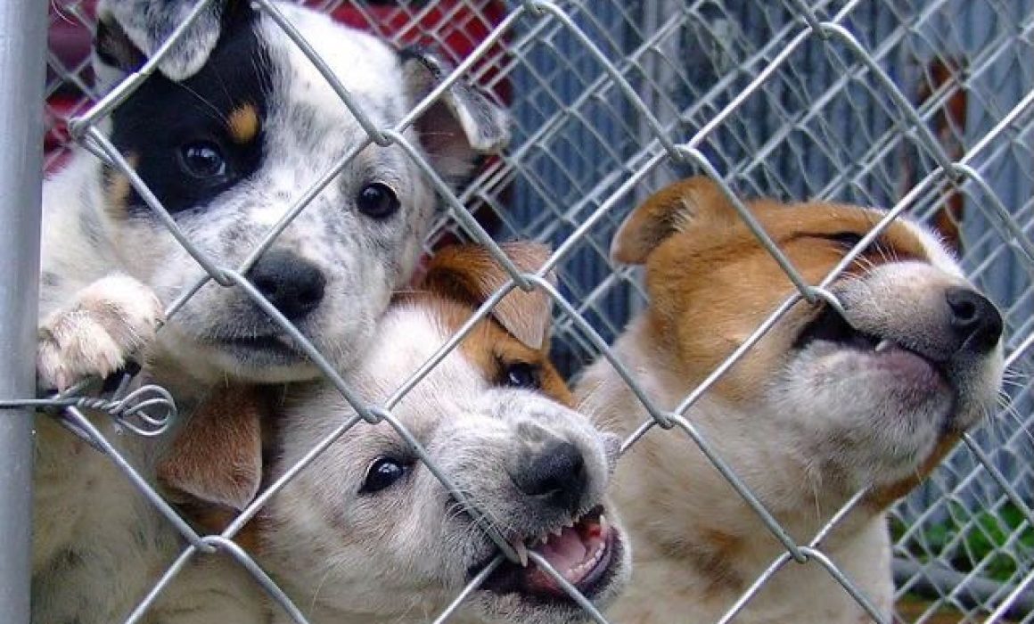 Alertan cifras sobre el abandono de perros en el Edomex
