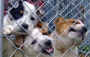 Alertan cifras sobre el abandono de perros en el Edomex