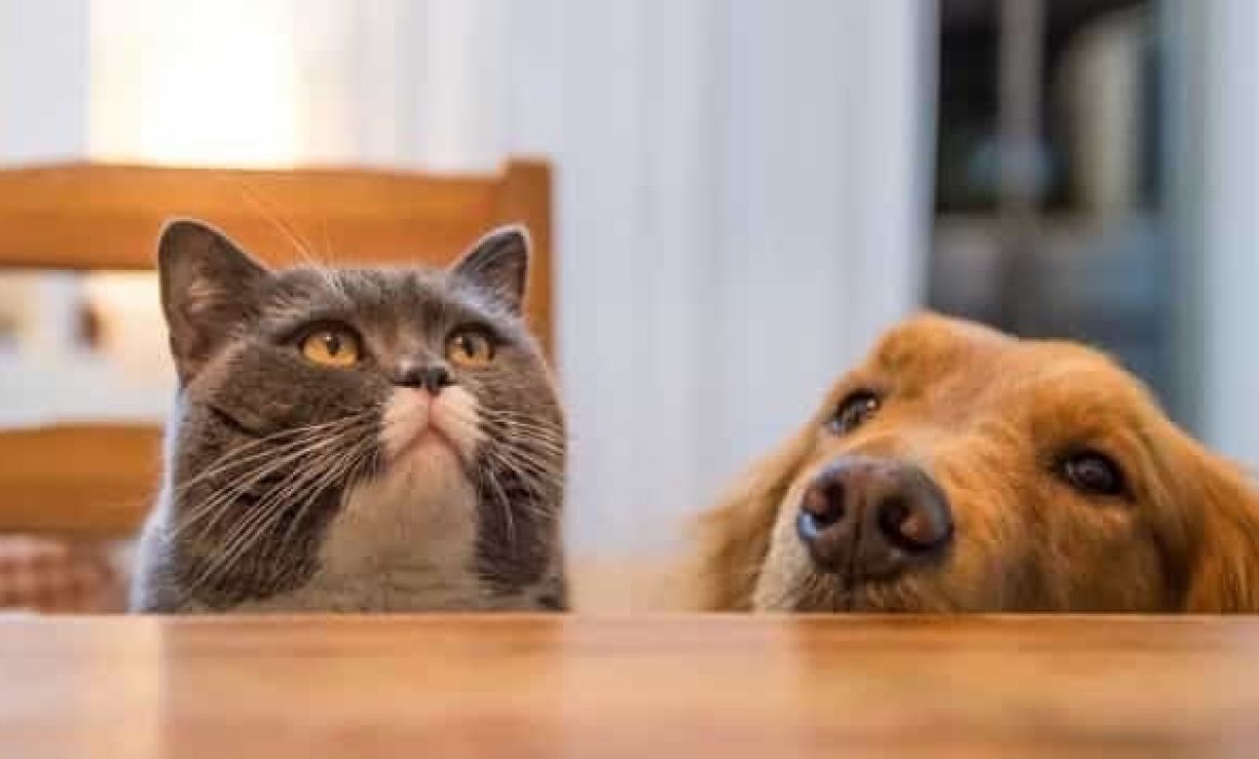 Apoya a perros y gatos con CroquetManía en el centro de acopio del ISEM