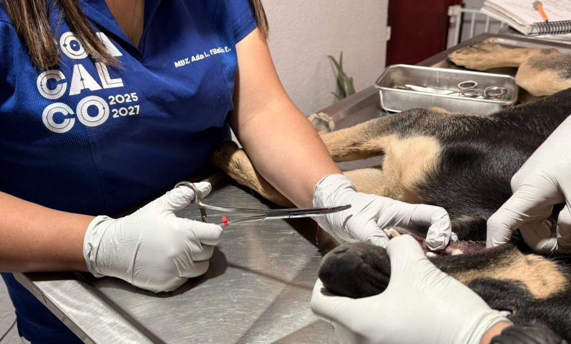 Atienden en Coacalco a perro herido por comer huesos; alertan riesgos