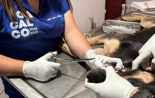 Atienden en Coacalco a perro herido por comer huesos; alertan riesgos