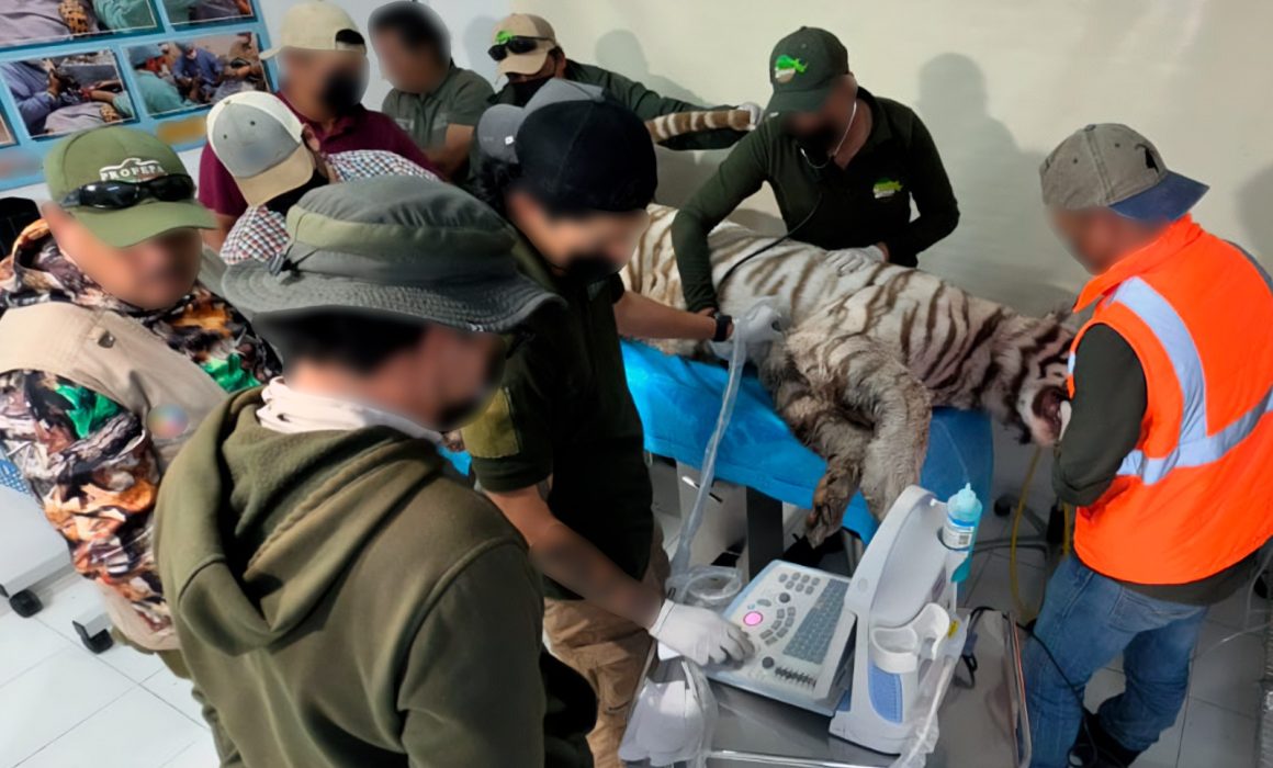 Clausura Profepa centro tras fuga y confirma muerte del tigre Kenzo