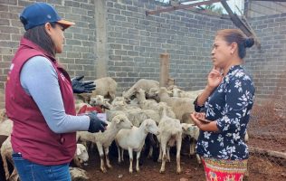 Confirma SeCampo 25 casos activos de gusano barrenador en el Edomex