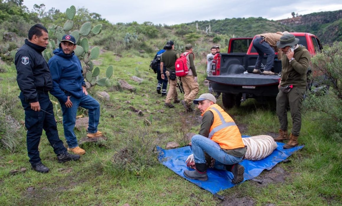 Confirman autoridades versión oficial sobre la muerte del tigre Kenzo