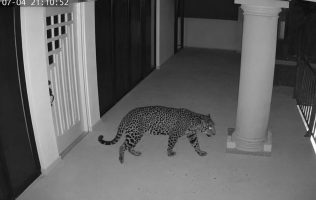 Continúa búsqueda de jaguar con drones y cámaras en Ixtapan de la Sal