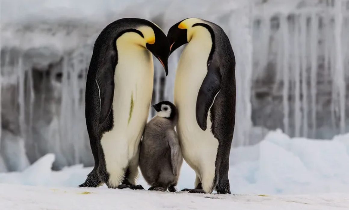 Declaran al pingüino emperador en peligro de extinción