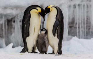 Declaran al pingüino emperador en peligro de extinción