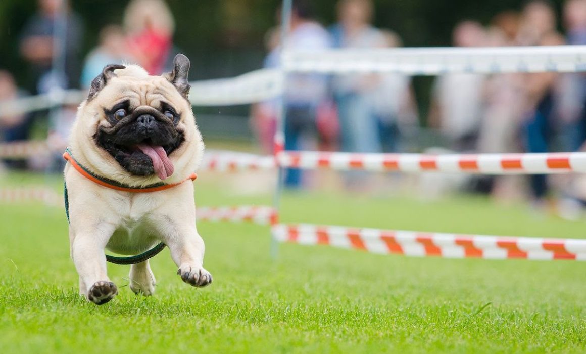 Disfruta el ‘Dog Fest Atizapán’ con carrera y actividades para mascotas