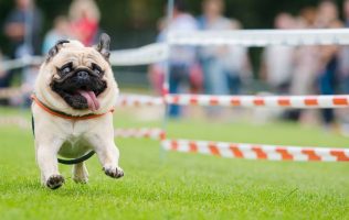 Disfruta el ‘Dog Fest Atizapán’ con carrera y actividades para mascotas