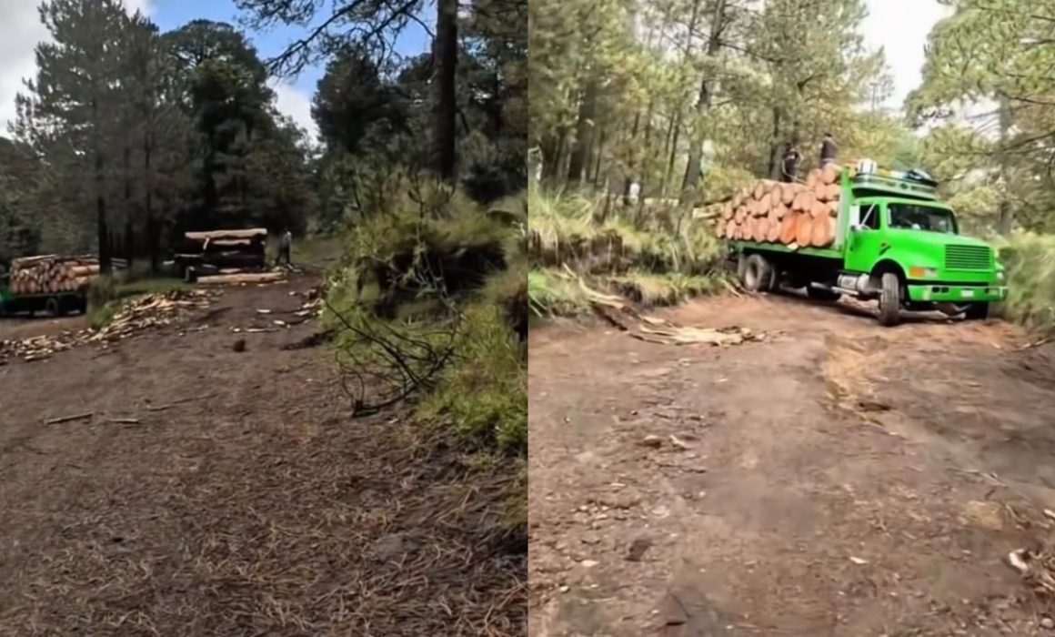 Exhiben con videos presunta tala ilegal en el Nevado de Toluca