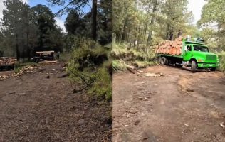 Exhiben con videos presunta tala ilegal en el Nevado de Toluca