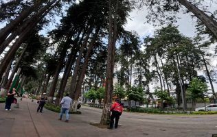 Exigen frenar 'arboricidio' de Ricardo Moreno en Paseo Colón
