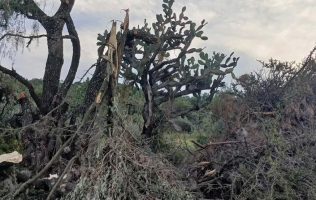 Exigen frenar ecocidio en Tepotzotlán ante la inacción del gobierno