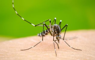 Frena Secretaría de Salud brotes de dengue en el Edomex