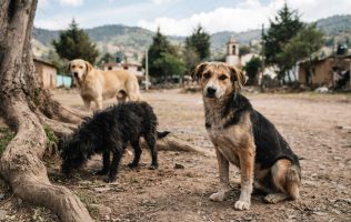 Hallan a perros envenenados en Lerma; crece alarma por maltrato animal