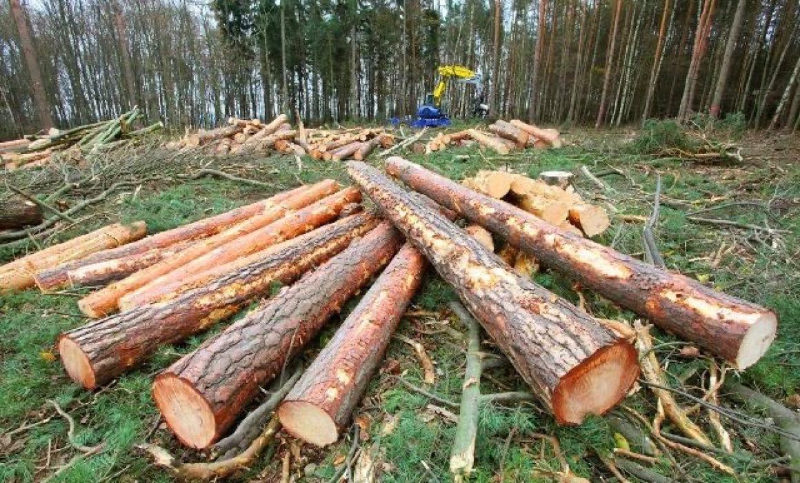Intensifican vigilancia forestal por tala clandestina en el Edomex