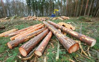 Intensifican vigilancia forestal por tala clandestina en el Edomex