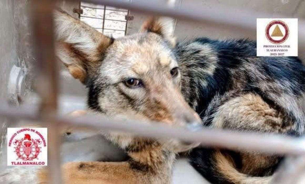 Investigará Profepa origen de coyote rescatado en casa de Tlalmanalco