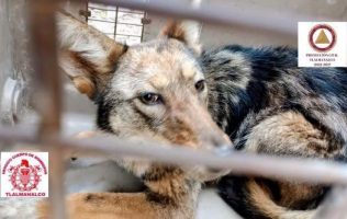 Investigará Profepa origen de coyote rescatado en casa de Tlalmanalco