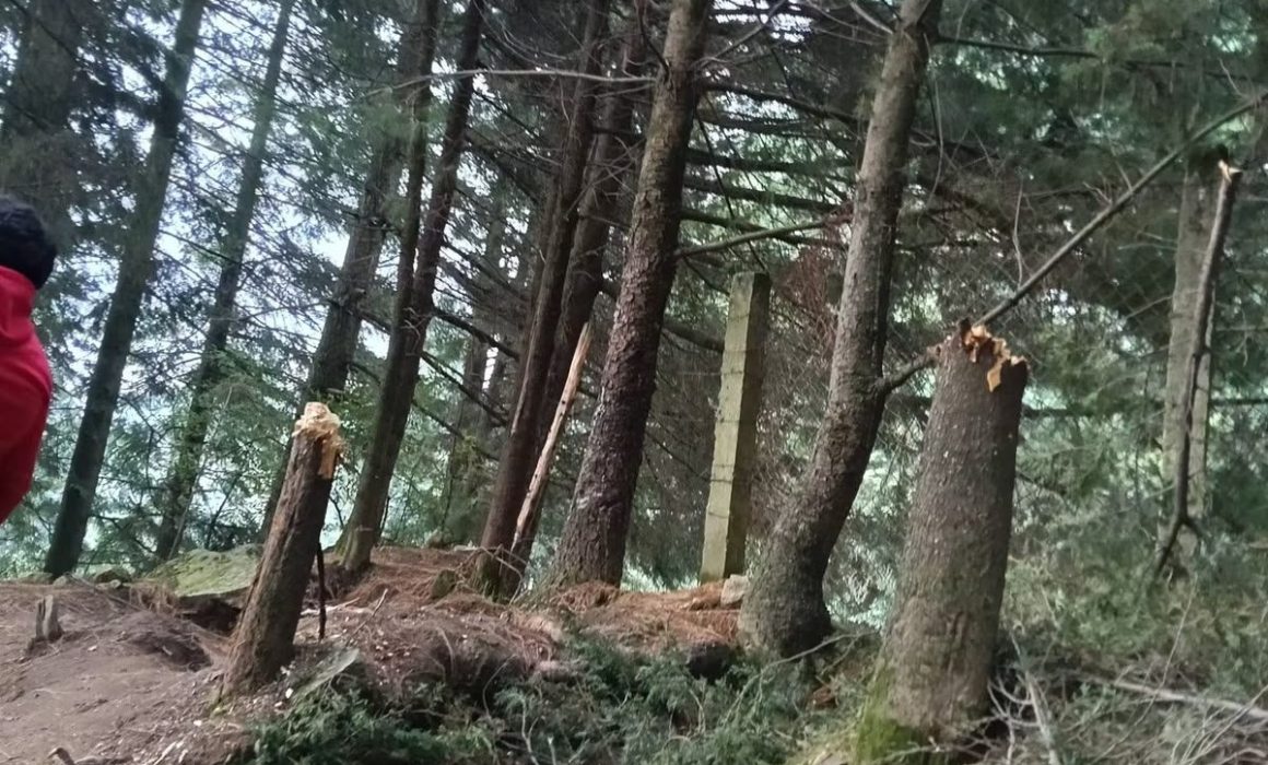 Persiste tala clandestina en bosques de Zinacantepec; vecinos alertan