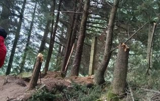 Persiste tala clandestina en bosques de Zinacantepec; vecinos alertan