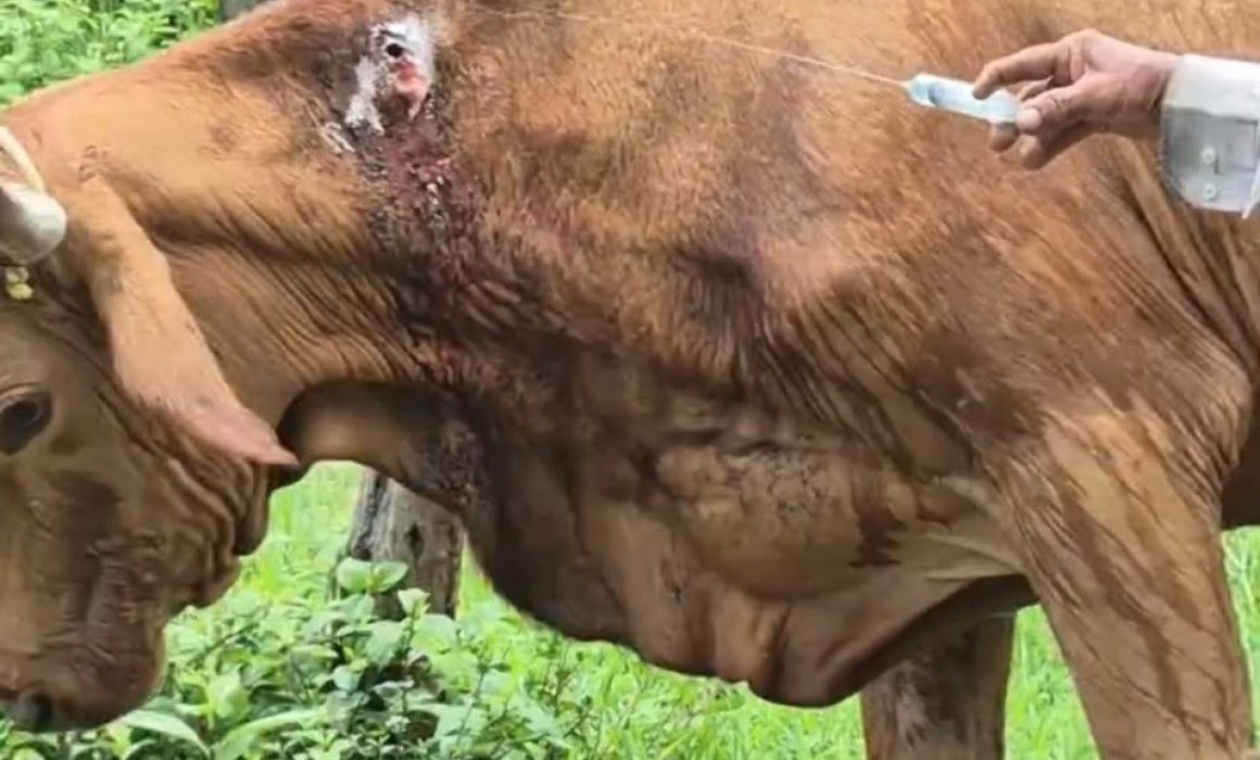 Persisten casos de gusano barrenador de ganado en el sur del Edomex