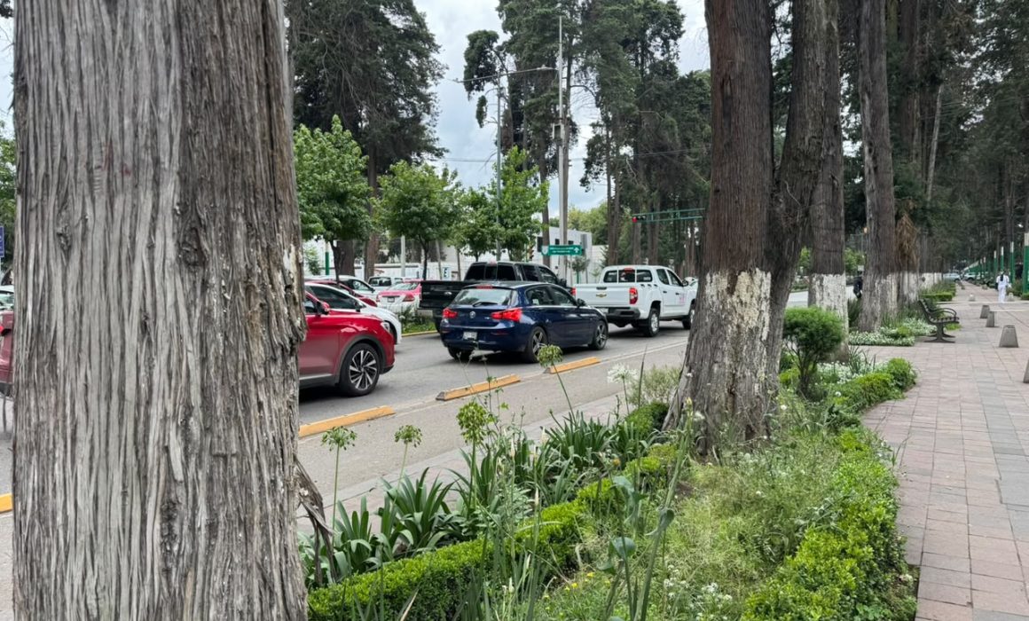 Piden transparentar saneamiento del arbolado de Colón en Toluca