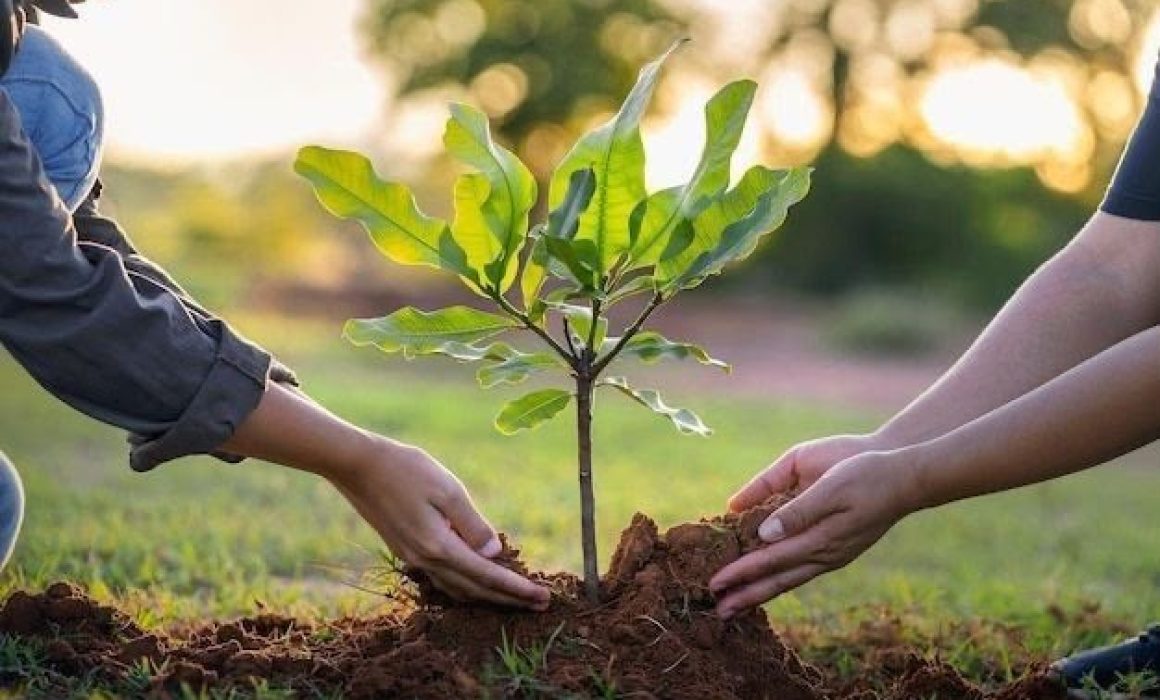 Planta un árbol y participa en la jornada ambiental de Tlalnepantla