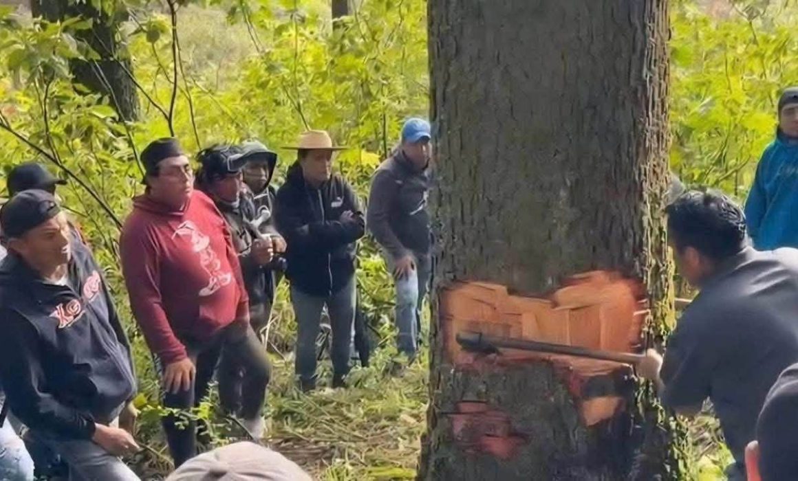 Prioriza tradición el derribo de árboles; tala divide a vecinos de Lerma