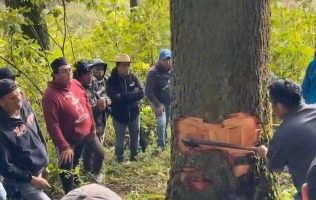 Prioriza tradición el derribo de árboles; tala divide a vecinos de Lerma
