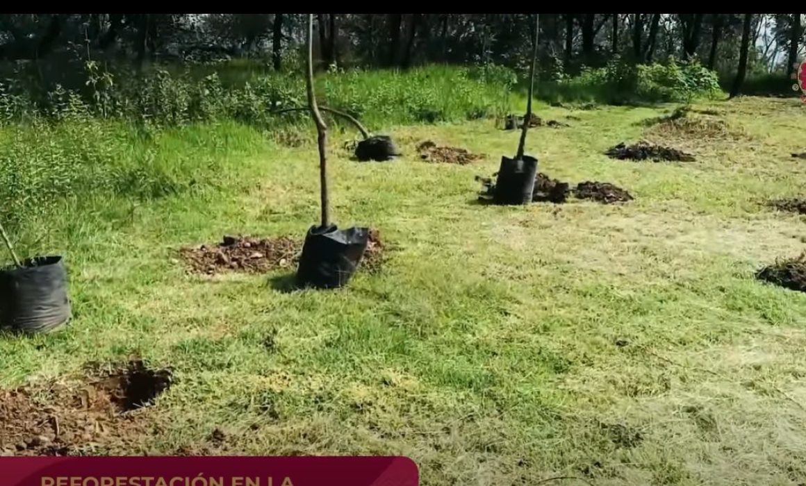 Promueven cultura ambiental con la siembra de 60 árboles en Naucalpan