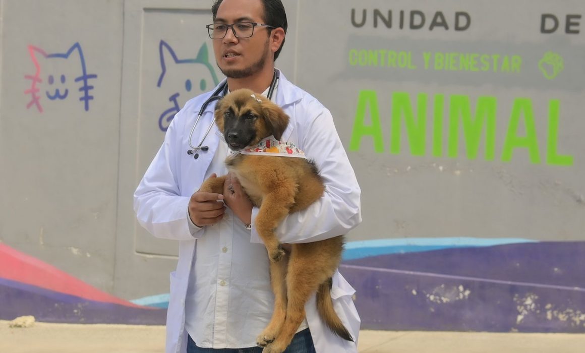 Protege Atizapán a 44 perritos callejeros y les da un hogar digno