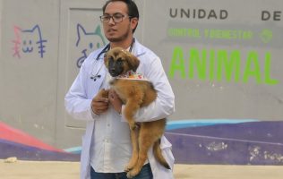 Protege Atizapán a 44 perritos callejeros y les da un hogar digno