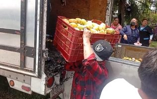 Rechaza Jumex mango tabasqueño y productor lo regala en Edomex