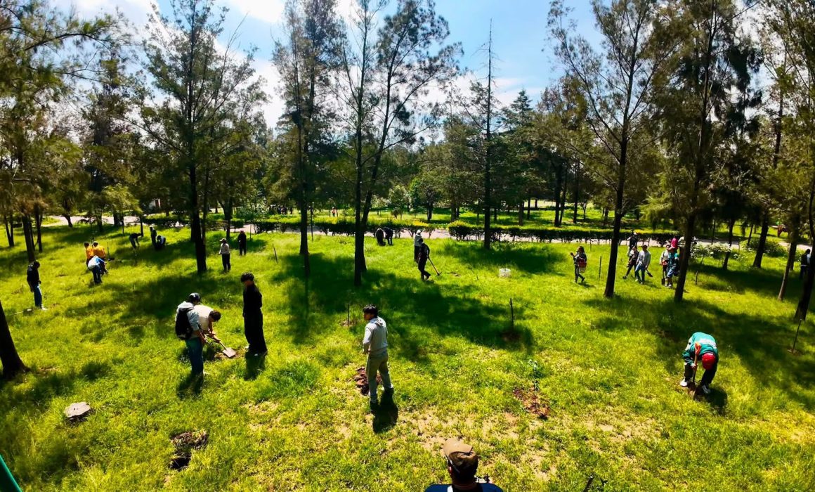 Reforestan Cuautitlán Izcalli con más de 7 mil árboles