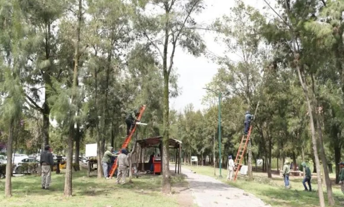Refuerza Cuautitlán Izcalli el mantenimiento del arbolado urbano