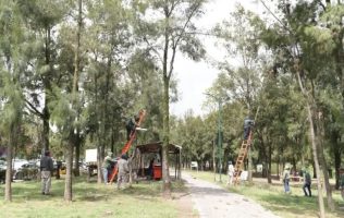 Refuerza Cuautitlán Izcalli el mantenimiento del arbolado urbano