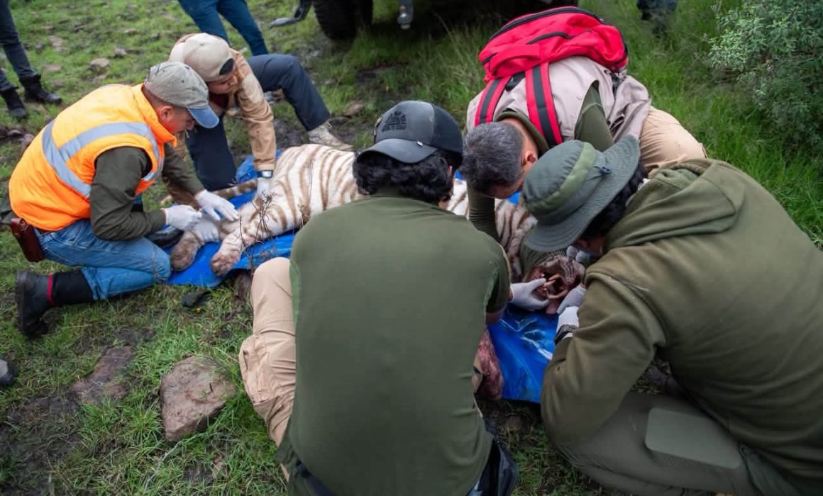 Reportan presunta muerte de Kenzo; Profepa fijará postura oficial