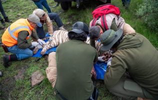 Reportan presunta muerte de Kenzo; Profepa fijará postura oficial